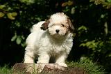 COTON DE TULEAR 025